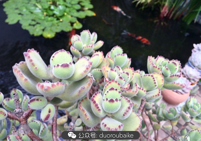 黄色熊童子多肉植物状态图,多肉植物熊童子怎么养