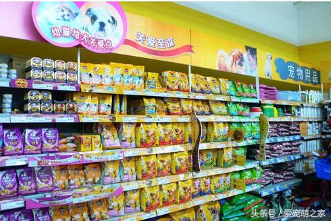 泰迪贵宾犬幼崽怎么养,贵宾犬泰迪日常喂养方法