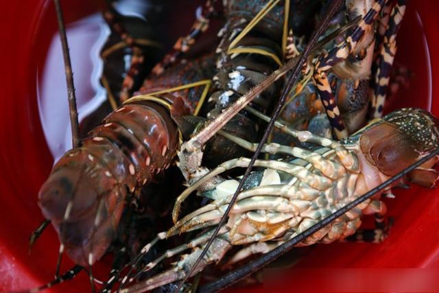 越南芽庄最新海鲜,实拍越南的海鲜集市