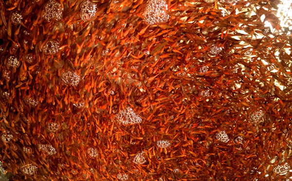 越南芽庄最新海鲜,实拍越南的海鲜集市