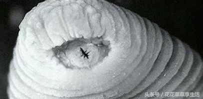 奇异动物大盘点,好奇异的动物