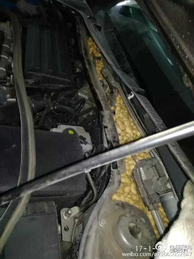 老鼠在车里藏花生嗷嗷叫,老鼠在车里藏粮食