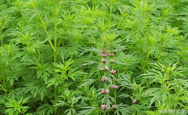在家里的阳台种植什么草药好 (阳台可以种什么中草药又好看)
