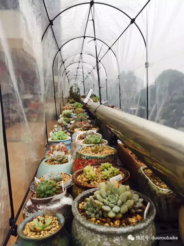 没有暖气的包邮区，肉肉照样美美的！