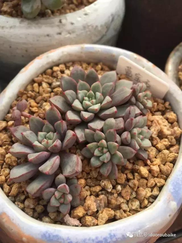 没有暖气的包邮区，肉肉照样美美的！