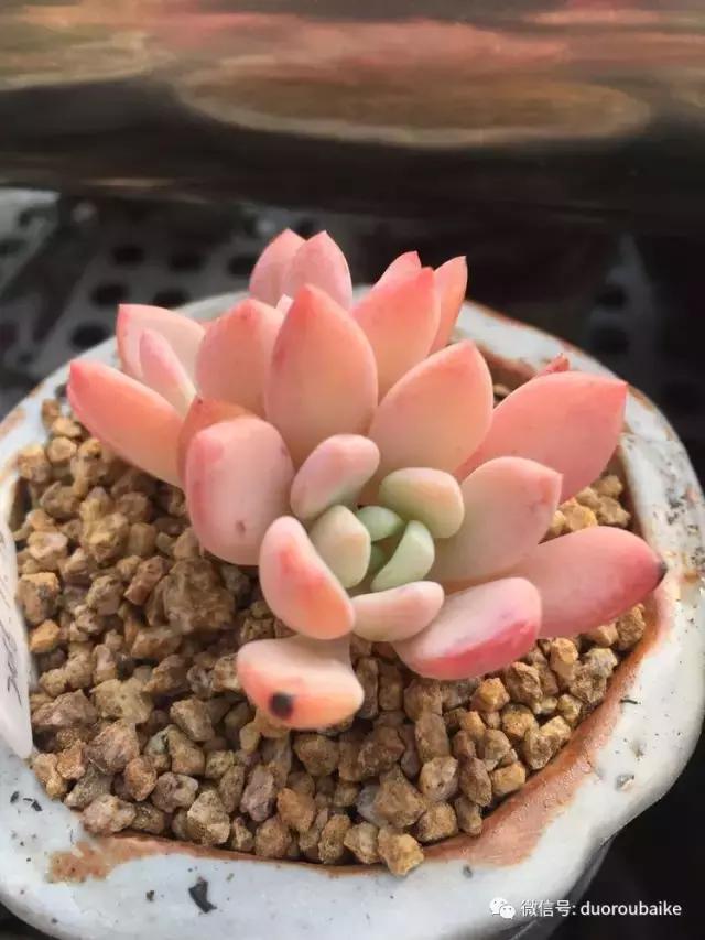 没有暖气的包邮区，肉肉照样美美的！