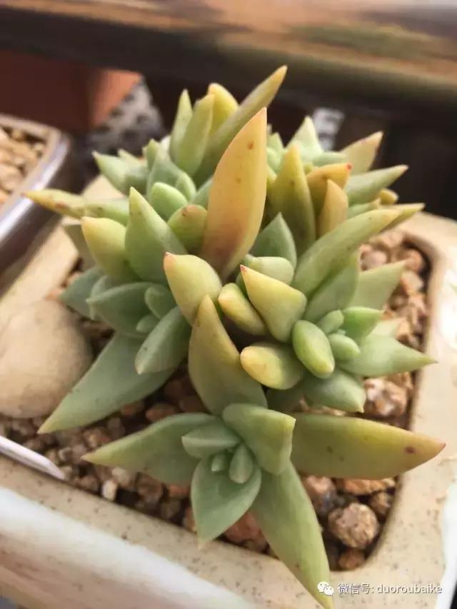 没有暖气的包邮区，肉肉照样美美的！