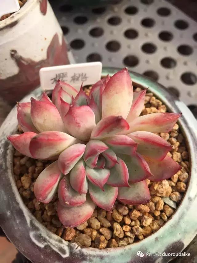 没有暖气的包邮区，肉肉照样美美的！