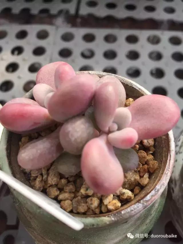 没有暖气的包邮区，肉肉照样美美的！