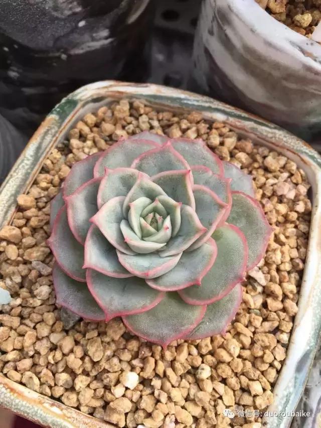 没有暖气的包邮区，肉肉照样美美的！