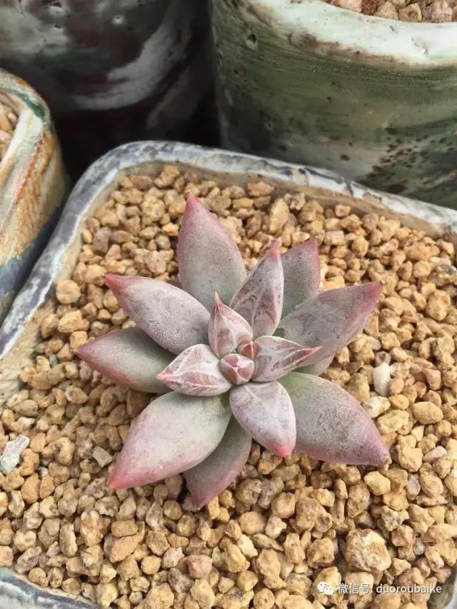 没有暖气的包邮区，肉肉照样美美的！