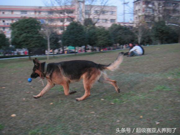 狗狗正确的洗澡步骤，附上爱犬照片