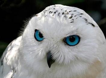 鸡年说鸡全集,鸡年说鸡搞笑视频