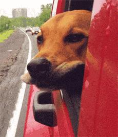 宠物托运流程宠物出行必备知识,带狗子回家过年宠物托运