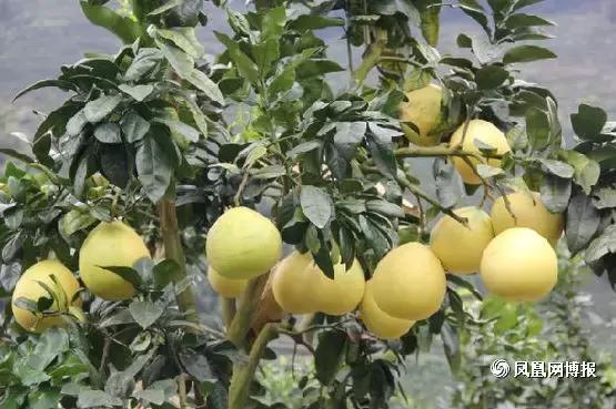 福建汀州土特产,福建零食特产有哪些