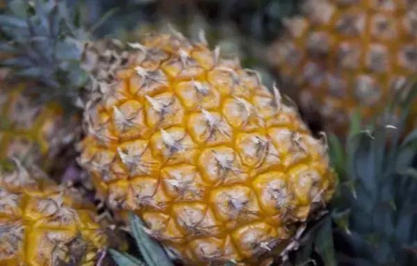 福建汀州土特产,福建零食特产有哪些