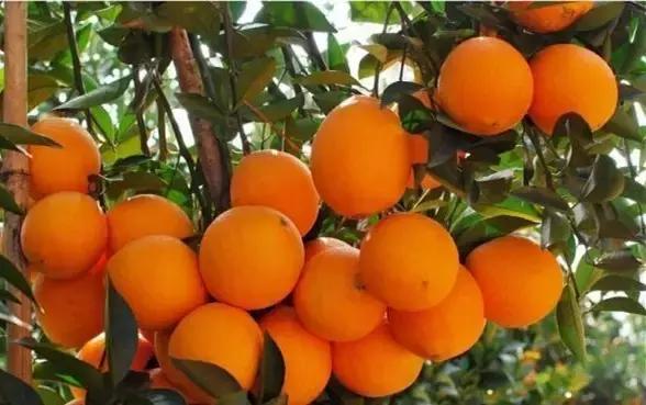 福建汀州土特产,福建零食特产有哪些