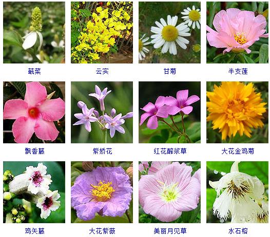 春天有哪些花会开的特征,在春天有哪些花会开常见的