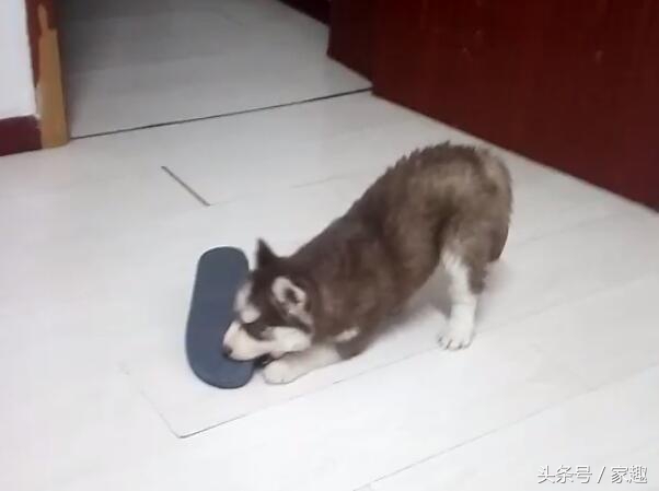 二哈纯不纯鉴定视频,二哈纯不不纯主要看眼神