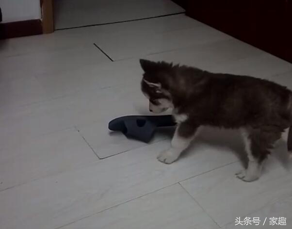 二哈纯不纯鉴定视频,二哈纯不不纯主要看眼神