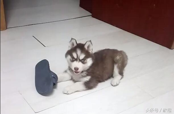 二哈纯不纯鉴定视频,二哈纯不不纯主要看眼神