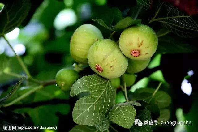 生物分类方法和技巧,最全生物分类