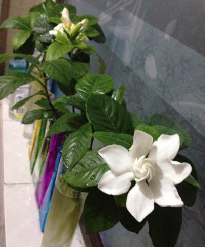 水培栀子花怎么修剪才能促进开花,栀子花什么时候换盆水培开花