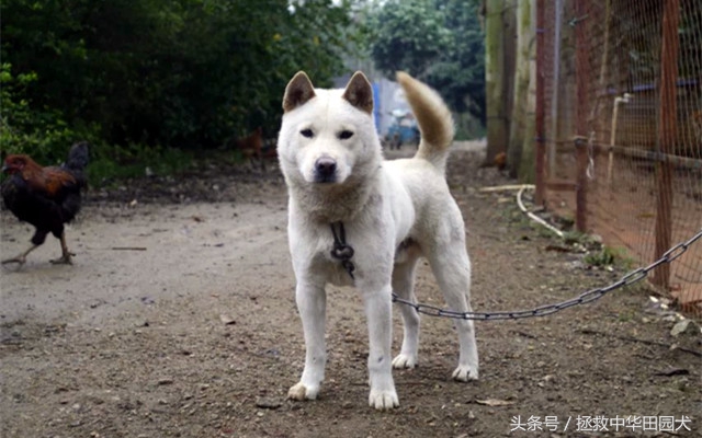 高颜值广西土猎犬,广西土猎标准身材