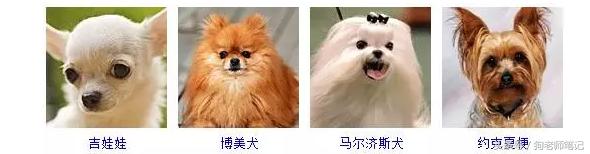 狗狗品种大全按体型智商怎么分,聪明狗狗品种大全及图片及名字