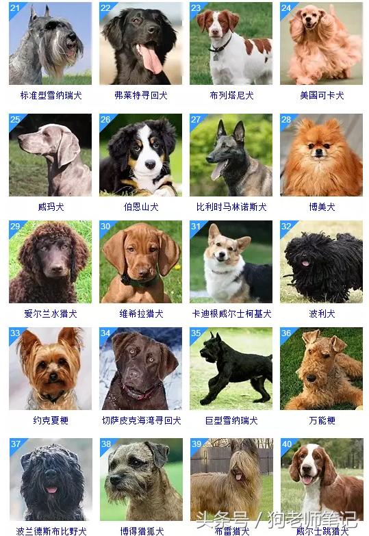 狗狗品种大全按体型智商怎么分,聪明狗狗品种大全及图片及名字