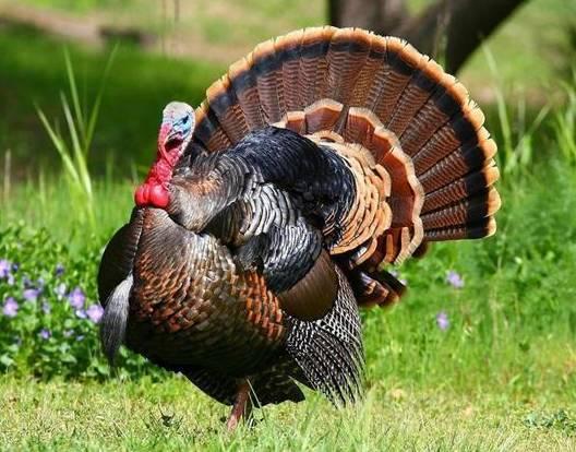 云南十大漂亮的鸡,云南第一生态鸡