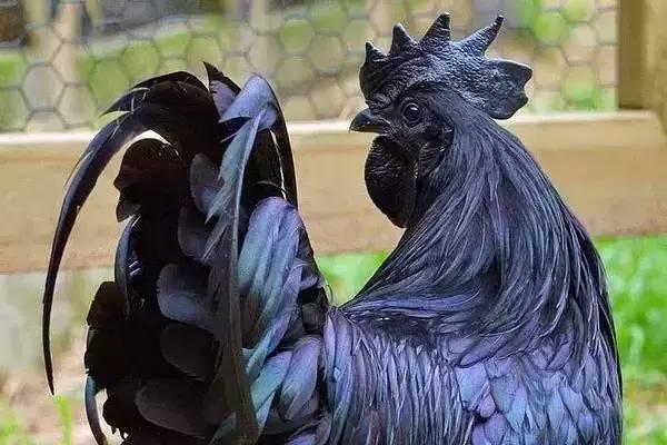 云南十大漂亮的鸡,云南第一生态鸡