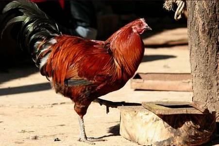 云南十大漂亮的鸡,云南第一生态鸡