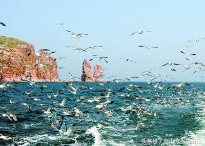 鸟类史上的壮举，为保家卫国同武装到牙齿的美军展开生死血战