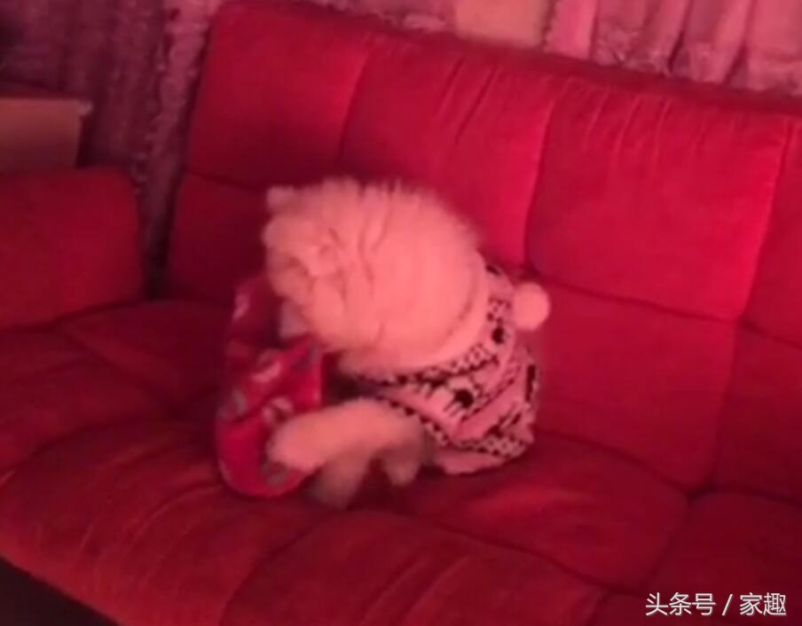 如何让萨摩耶晚上安安静静睡觉,萨摩耶不睡觉半夜想和主人玩