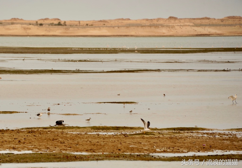 毛里塔尼亚，这个以肥为美的神奇国度究竟是什么样的？