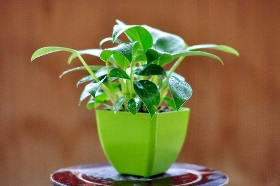 娌冲窞鐗′腹鍏绘畺,娌冲窞鐗′腹鍩硅偛鏂规硶