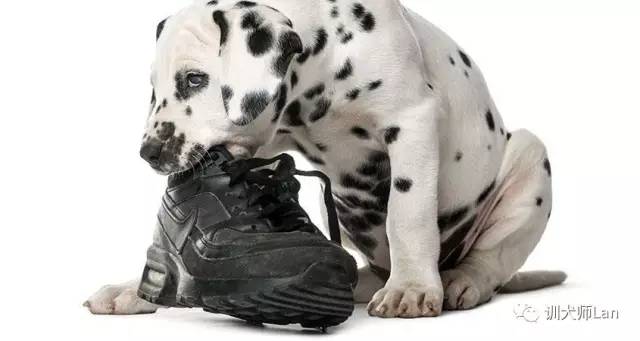 狗狗小时候喜欢咬鞋怎么办,怎么教狗狗不乱咬鞋袜