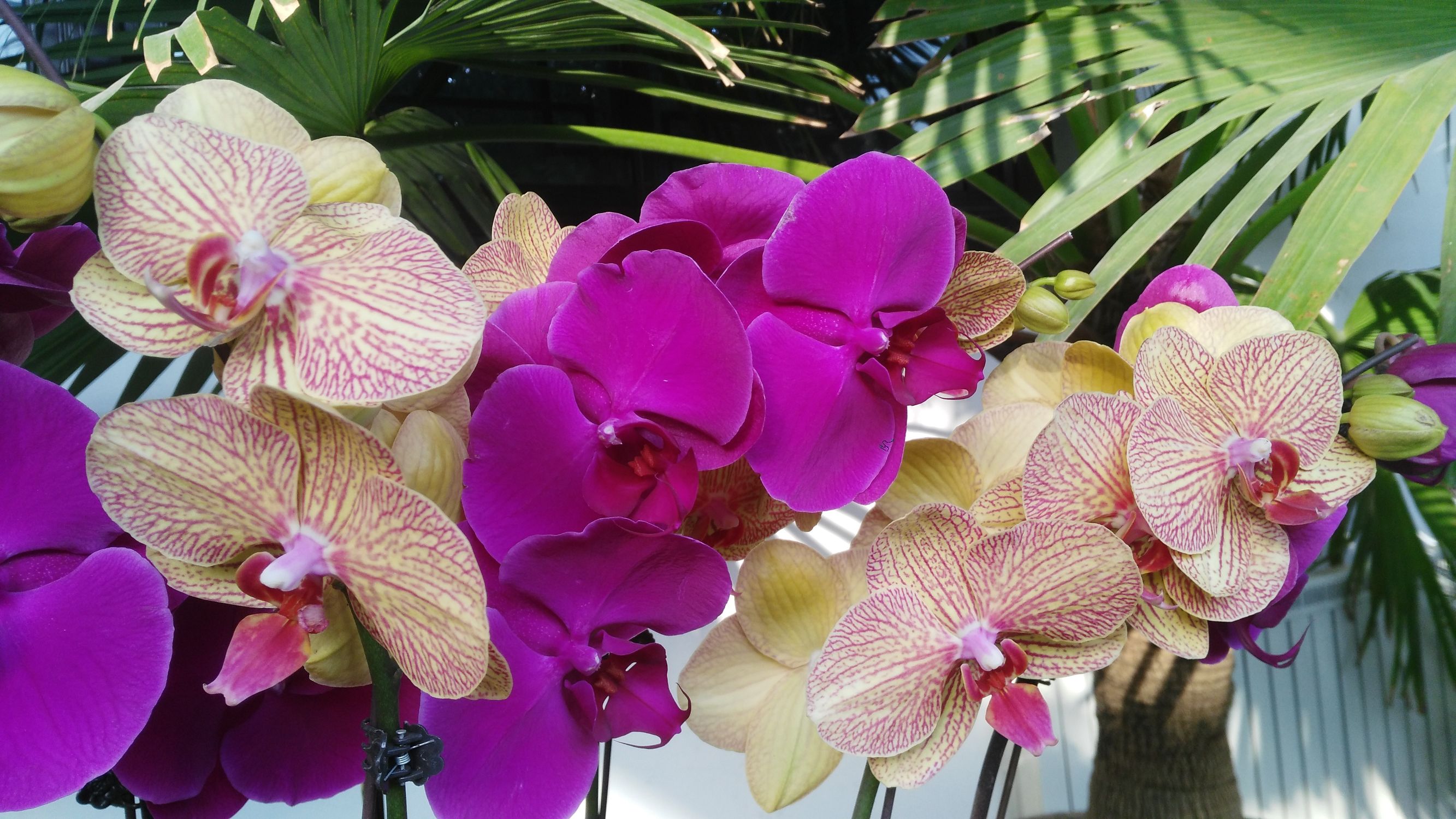 二十四番花信风视频诵读,小说二十四番花信风惊蛰