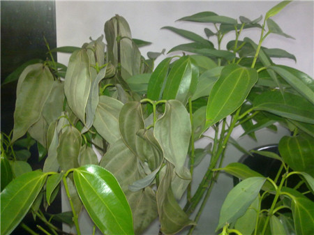 平安树怎么区分缺水了还是烂根了,平安树叶子发黄掉落怎么办