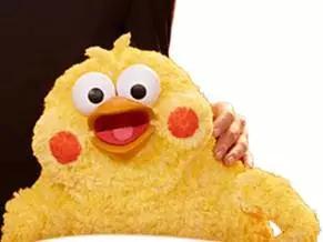 这两只在日本爆火的贱鹦鹉,一定能成为表情包界最火的新网红!