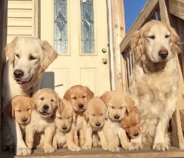 怎么选聪明的狗,怎么选一只性格好的狗狗给孩子