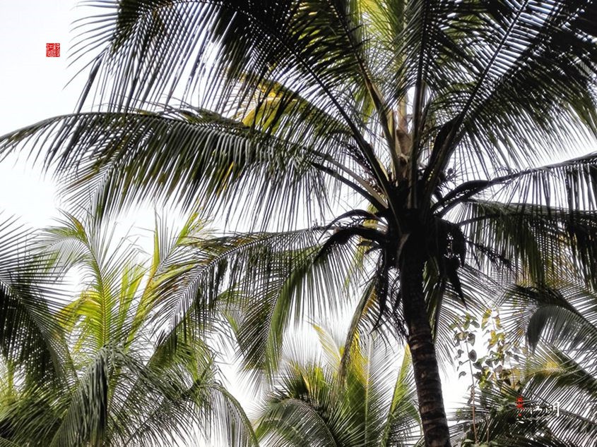 西双版纳奋斗一生,西双版纳不出门打工