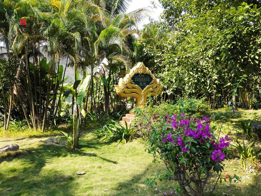 西双版纳奋斗一生,西双版纳不出门打工