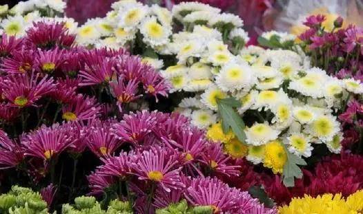 广州逛花市,在广州逛花街