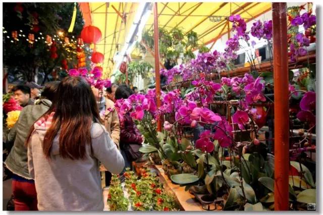 广州逛花市,在广州逛花街