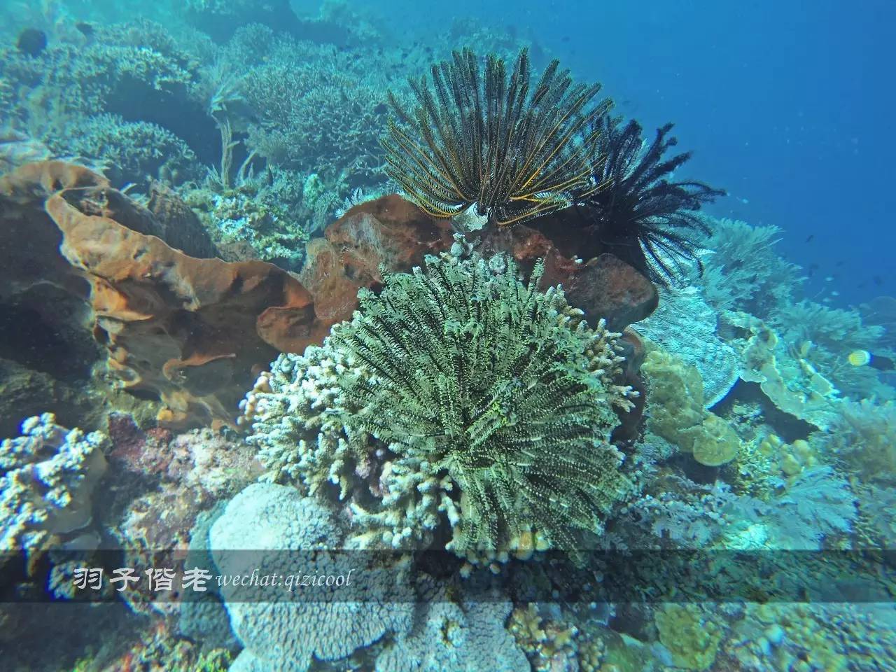 印尼美娜多旅游潜水攻略,印尼美娜多潜水圣地