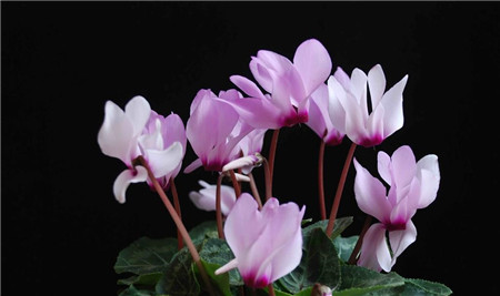 仙客来蔫巴了怎么补救,仙客来新叶萎蔫的原因