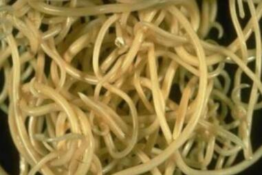 过年不要乱吃东西，有些美食里面住着寄生虫！