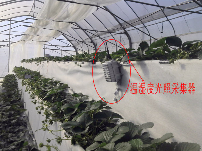 种植草莓生长周期是多久,草莓种植周期跟成本